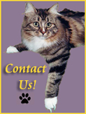 contact us for available cats and kittens button