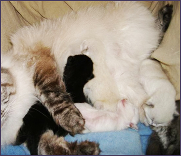siberian kitten liter born May 8th, 2012